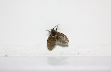 Schmetterlingsmücke (Pericoma spec.) - © Emanuel Trummer